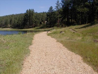 Road with trees and grass